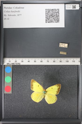 Media type: image;   Entomology 124417